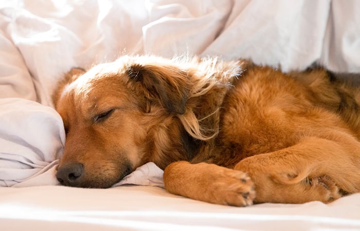 Dog sleeping on bed