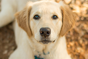 A  happy golden retriever dog.