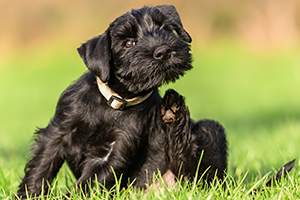 A light-colored dog scratching its neck with its hind leg, with its eyes closed.