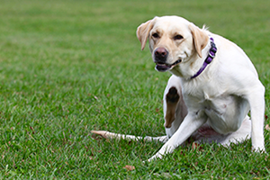 A cream labrador scratching its side with its hind leg.