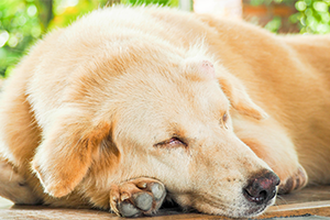 A golden retriever sleeps on a wooden surface, with green foliage in the background.
