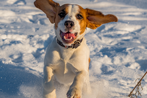 A happy brown and white dog with floppy ears running through the snow.