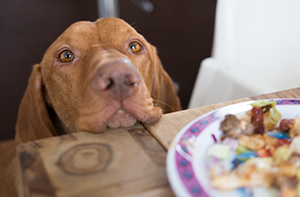 A brown dog with amber eyes rests its head on a wooden table, looking at a plate of food.