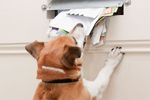 A brown and white dog with a black collar stands on its hind legs, pulling mail from a mailbox.