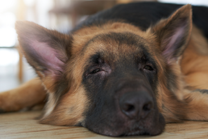 A German Shepherd resting on the floor.
