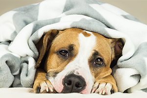 A brown and white dog with sad eyes peeks out from under a gray and white blanket.