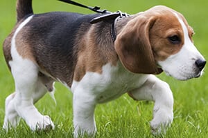 A tricolor beagle with a black collar and leash walks through green grass.