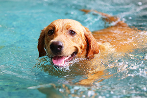 A golden retriever swims in a pool, looking at the camera with a happy expression.
