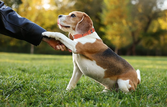 beagle giving owner a paw in a park