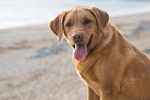 A happy golden retriever with its tongue out sits on a sandy beach, looking at the camera.