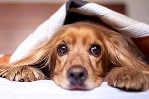 A golden cocker spaniel with large, sad eyes peeks out from under a blanket.