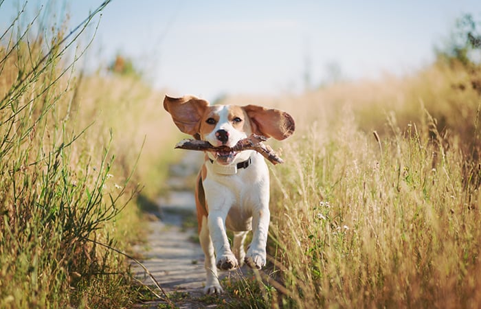 A beagle with floppy ears runs down a dirt path, carrying a stick in its mouth.