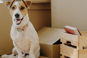 A brown and white dog with a colorful collar sits next to several moving boxes and a wooden crate with a book.