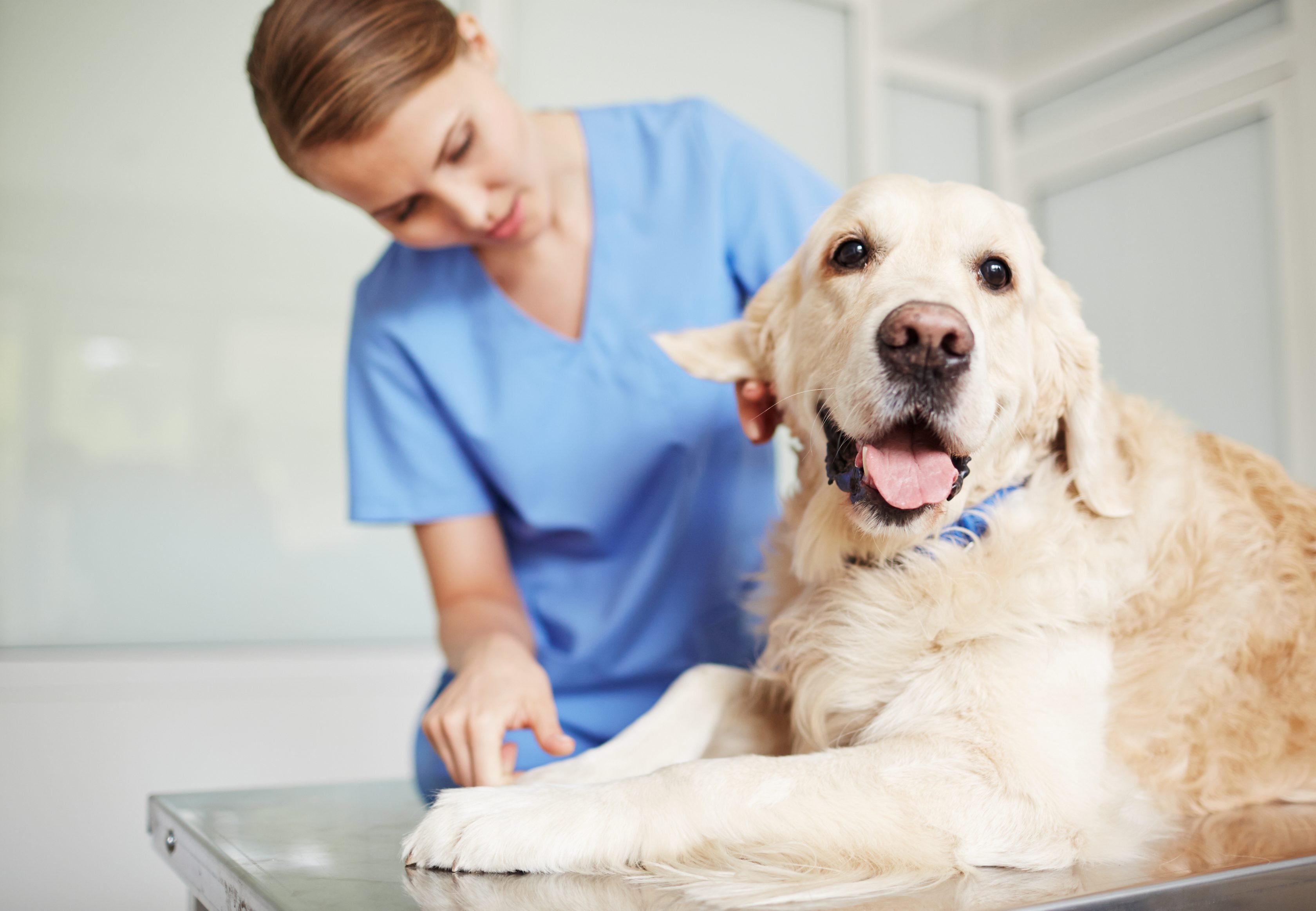 A golden retriever on an examination table, looking at the camera while a vet in blue scrubs checks its ear.