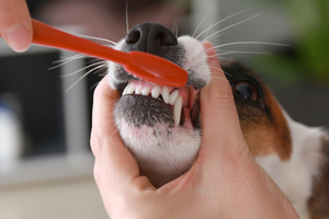 A person's hands holding open a dog's mouth to brush its teeth with an orange toothbrush.