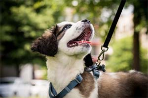 A brown and white dog with a blue harness and black leash looks up with its mouth open.