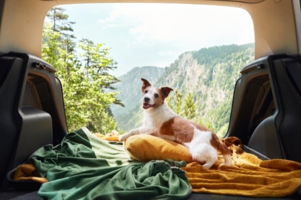 travelling with a dog