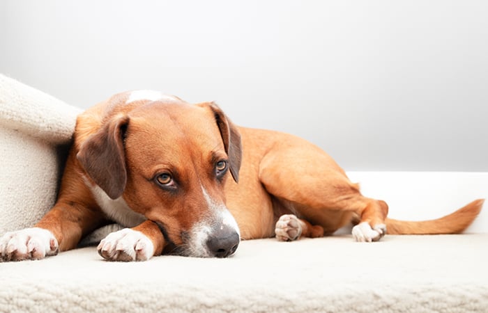 A black and tan dachshund resting its head on a person's shoulder, looking off to the side.