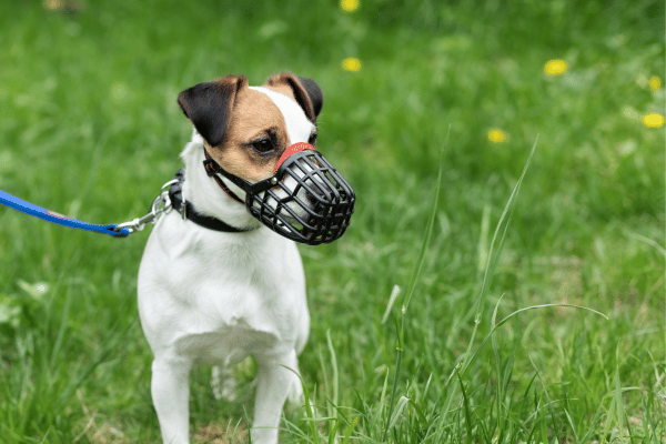terrier-with-muzzle 