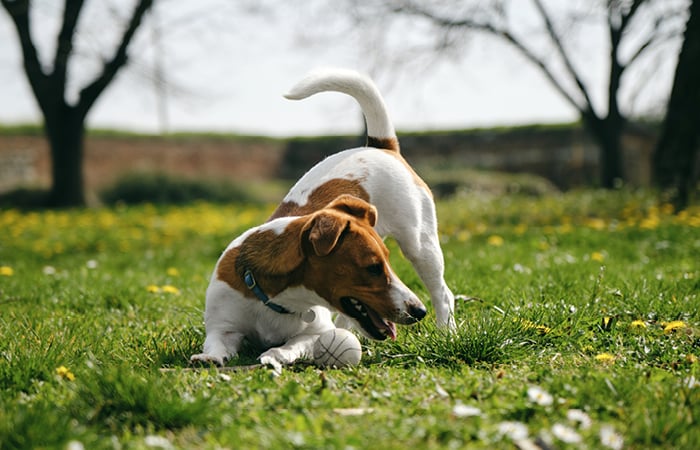 A brown and white dog in a playful stance with a small ball between its paws in a grassy field.