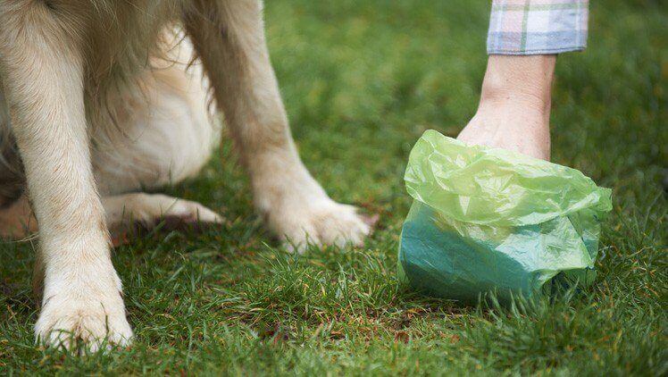 A person's foot in a green dog waste bag next to a dog's paws on green grass.