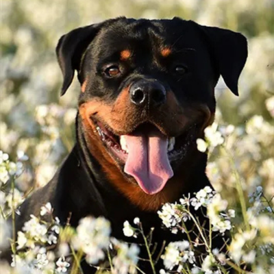 Rottweiler smiling in a field 