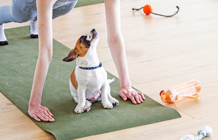 jack russell terrier doing dog yoga