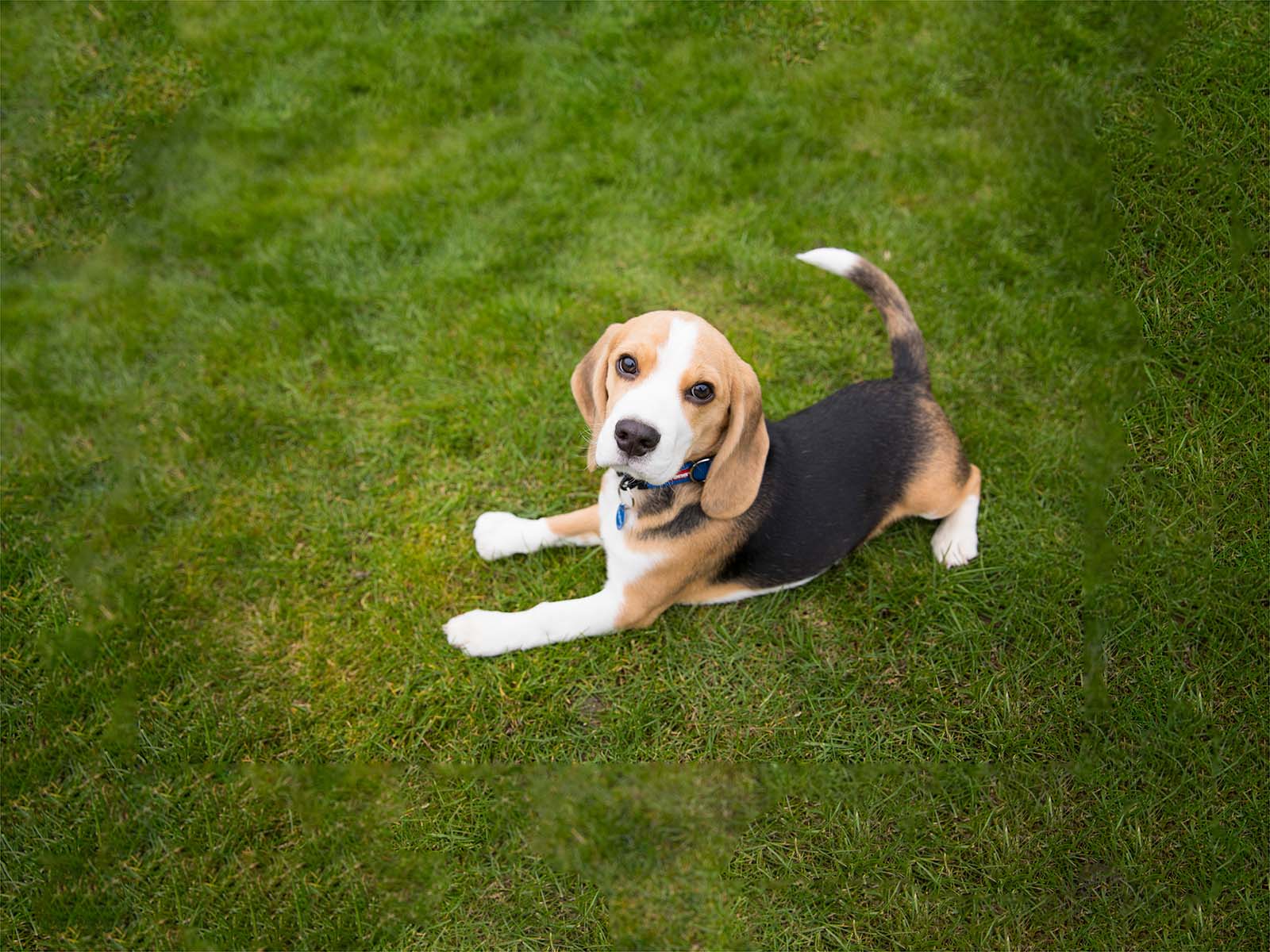Black, brown and white beagle stretching out on grass and looking up