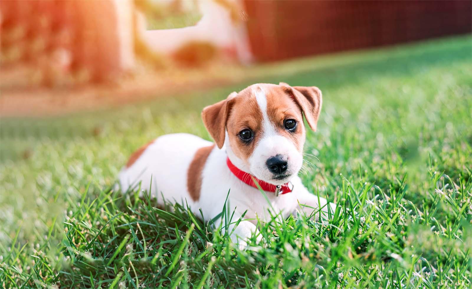 Small puppy 8 - 12 weeks old laying on grass, wearing red collar