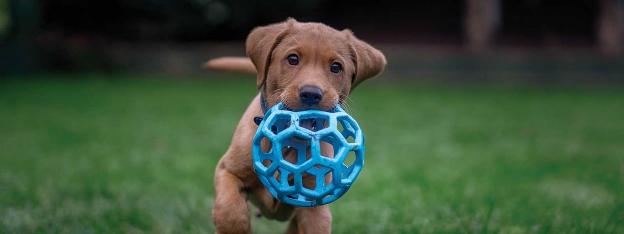 Getting a Puppy | Puppy Hub | Petplan