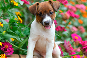 White puppy with brown face surrounded by pink and yellow flowers