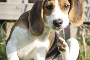 A tricolor beagle scratches its ear with its hind leg, looking at the camera.