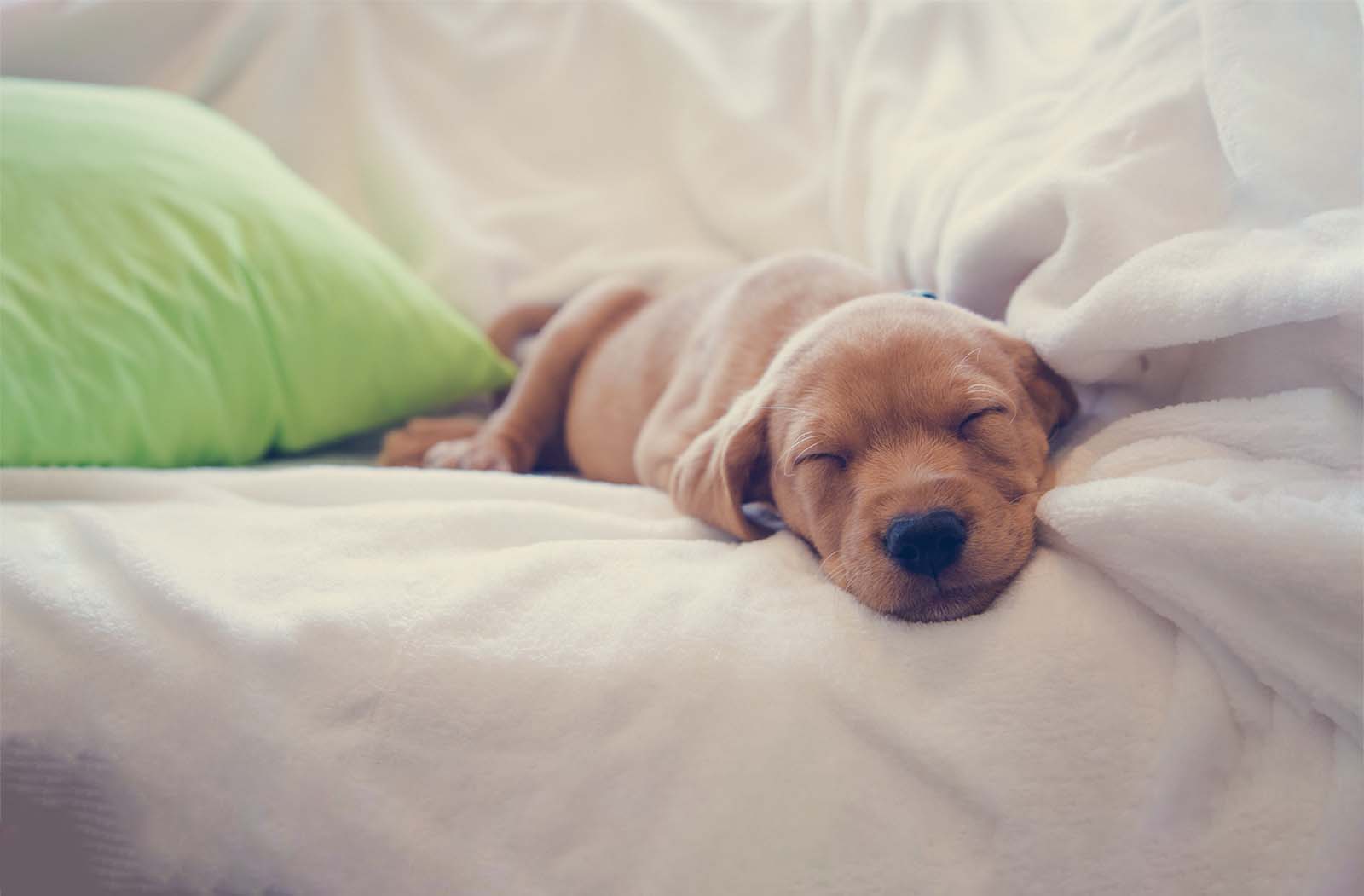 cute brown puppy sleeping on white blanket with green cushion