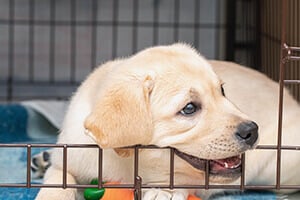 A small labrador puppy sitting inside a black metal dog crate. 