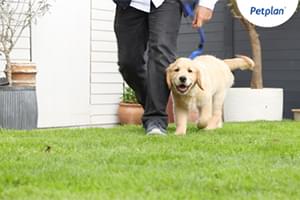 A person holding a lead attached to a small cream puppy.