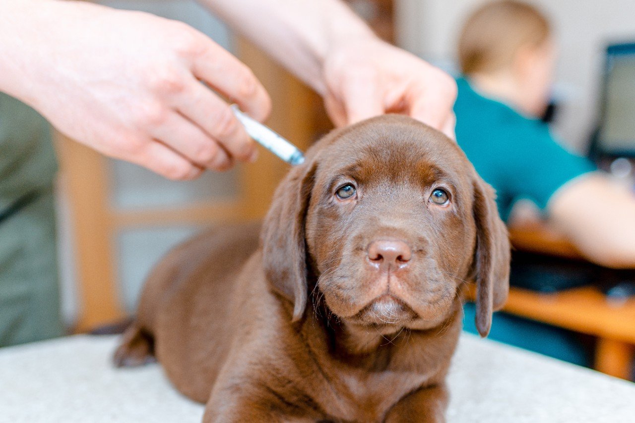 Labrador puppy being vaccinated by vet