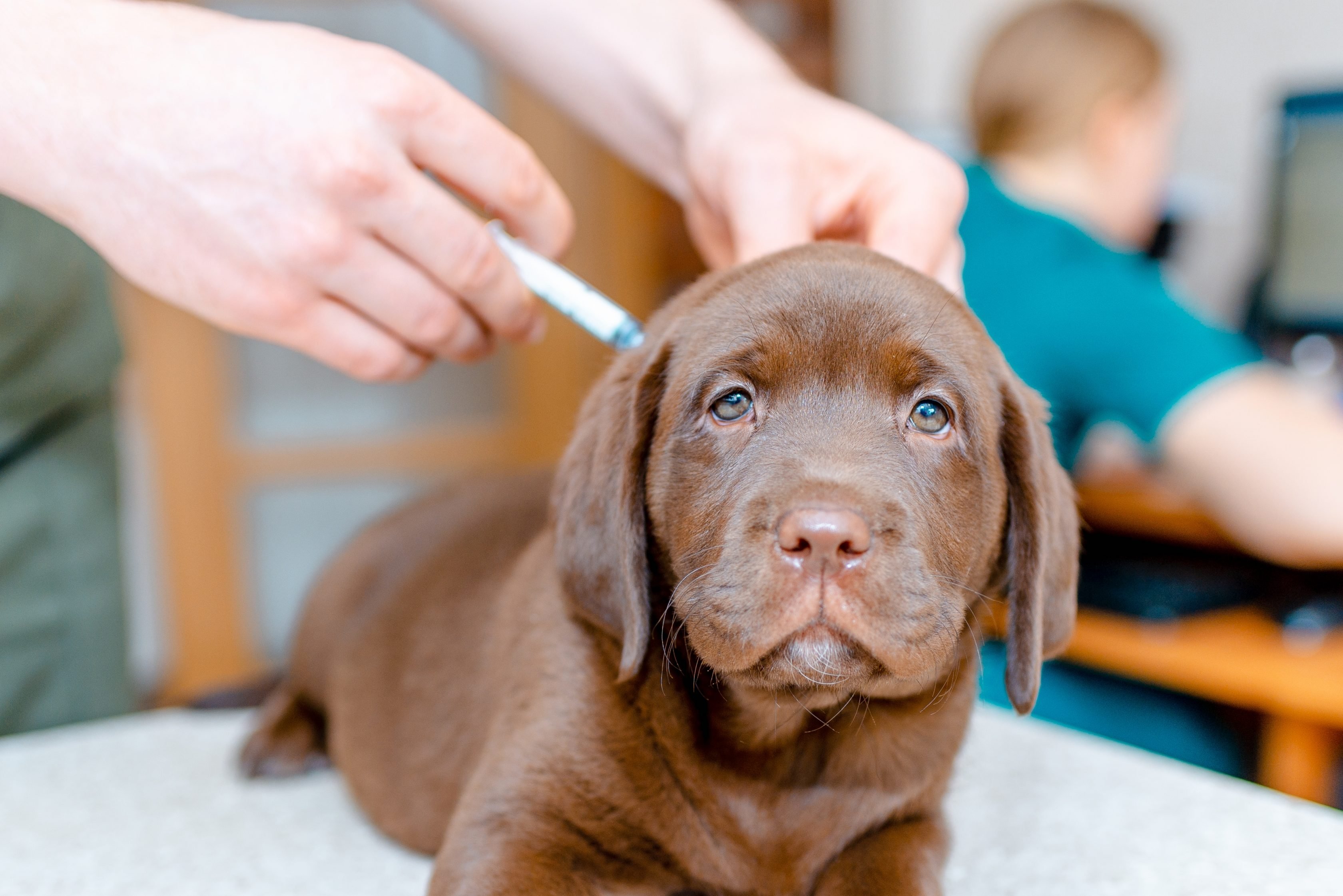 Puppy getting vaccinated