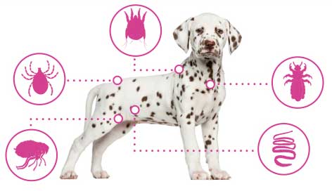 A Dalmatian puppy with icons showing common parasites: ticks, fleas, mites, lice, and worms.