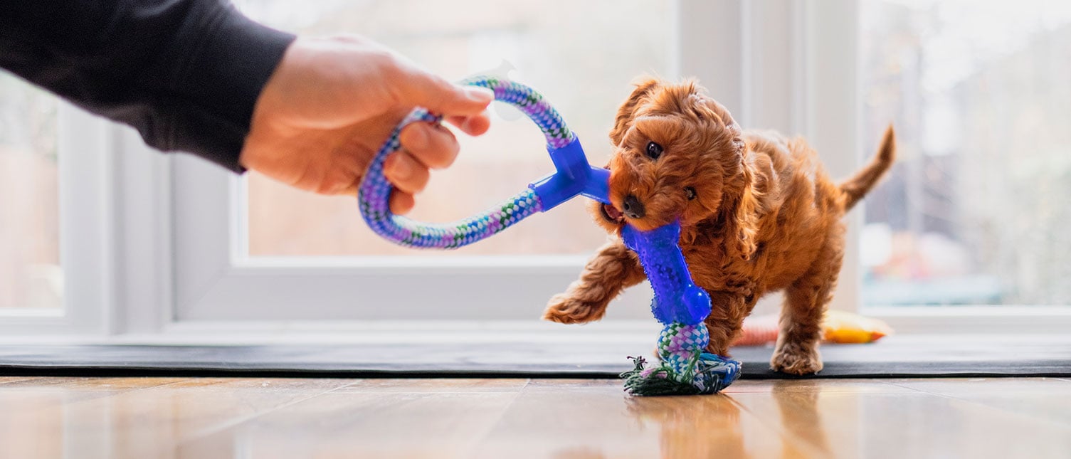 A person's hand holds a blue and purple rope toy, which a small brown puppy is tugging on.