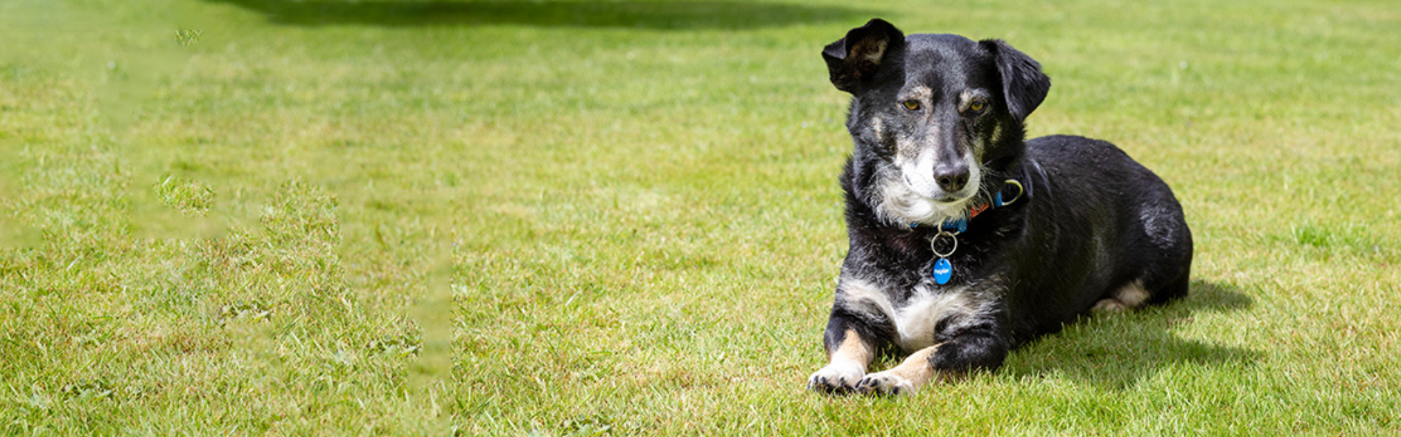 a senior dog lies on green grass