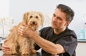 In a veterinary clinic, Noel Fitzpatrick examines a dog.