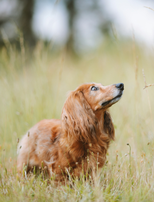 useful description of image if informative and not decoration only.