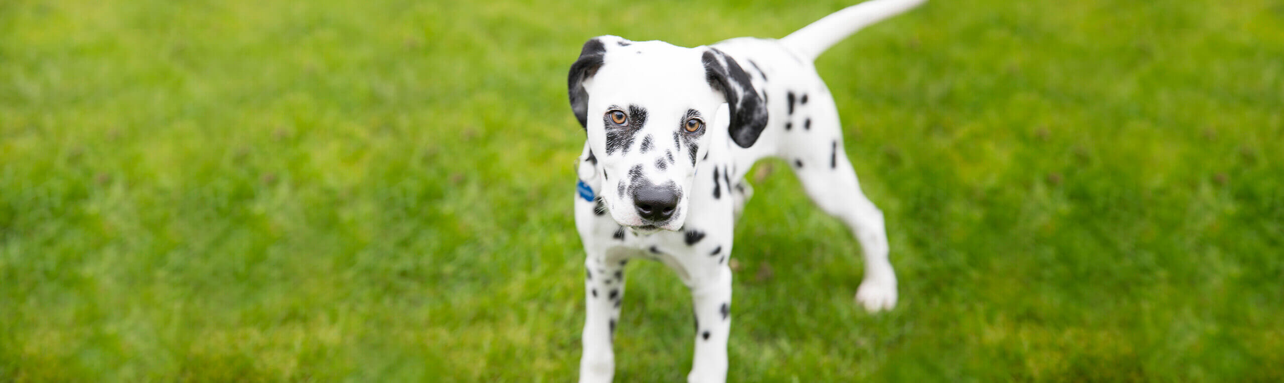 A dalmatian dog with black spots and brown eyes stands on a green lawn, looking at the camera.