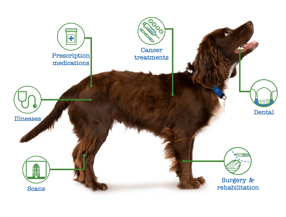 A brown dog with text bubbles showing covered treatments: prescription meds, cancer, dental, surgery, scans, illnesses.