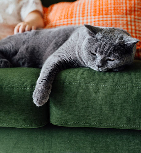 cat on sofa