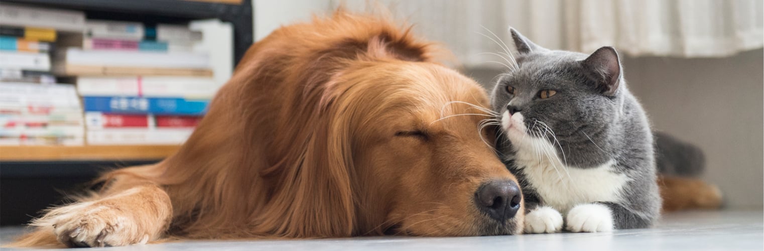 A golden retriever sleeping next to a grey and white cat.