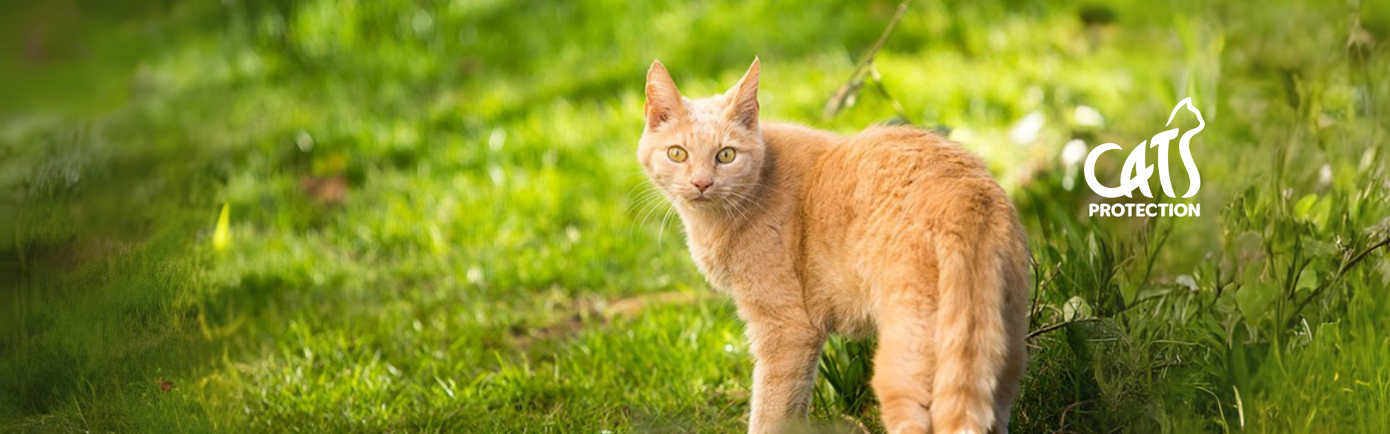 A light orange cat with green eyes looks back at the camera in a grassy field, with the "Cats Protection" logo.