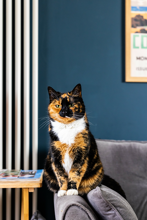 black and brown cat with white neck fur sitting on arm of grey sofa