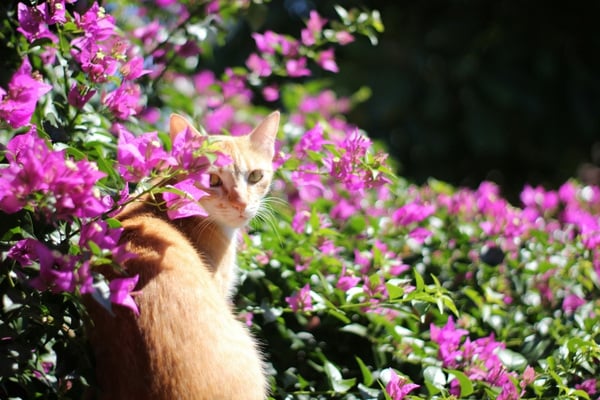 ginger cat amongst purple flowers
