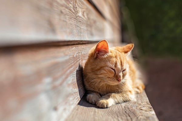 ginger cat in the sun
